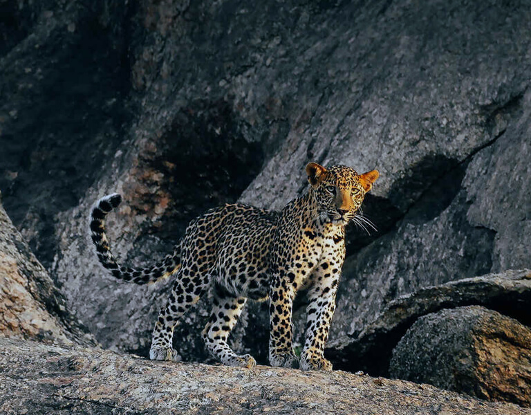 leopard-safari-01