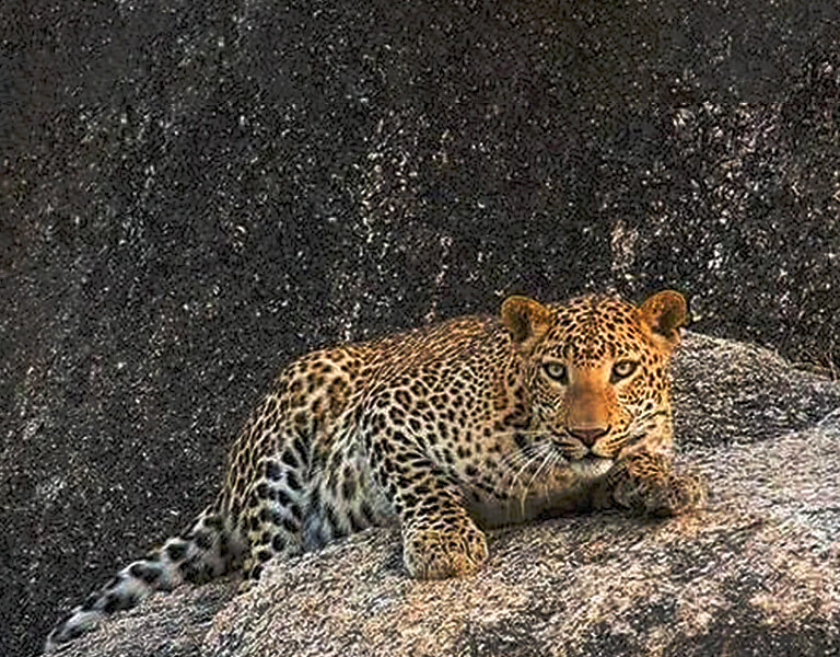 leopard-safari-02