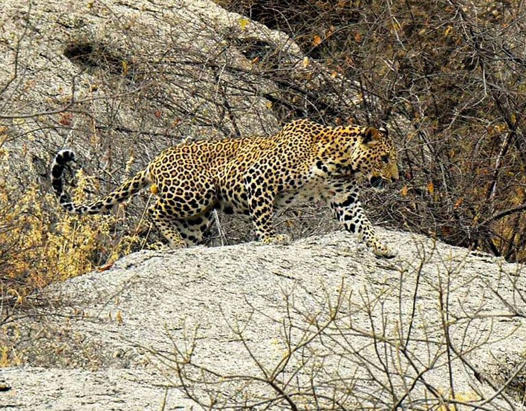 Leopard Safari