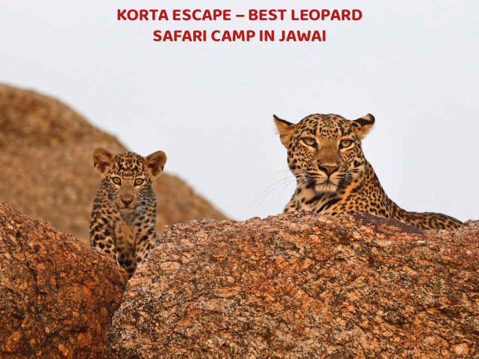 leopard safari camp Jawai