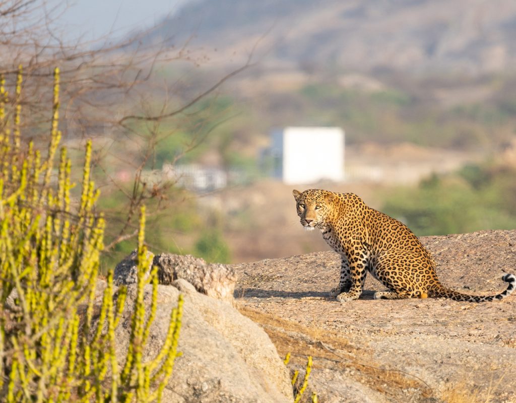 leopard safari camp Jawai
