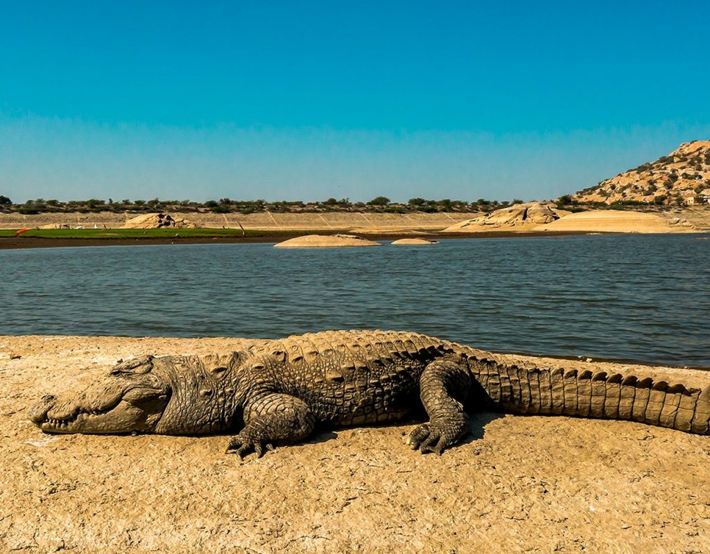 jawai dam