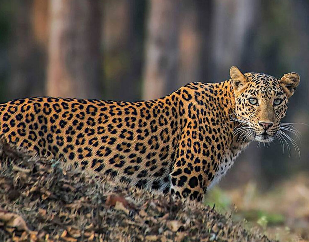 jawai leopard safari